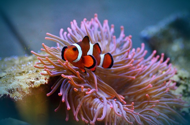 nemo