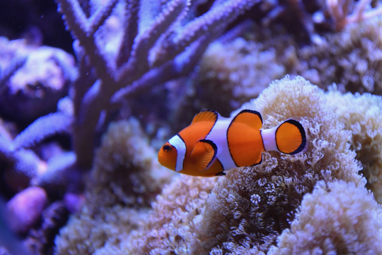 nemo